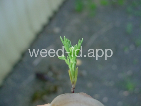 pineapple-weed